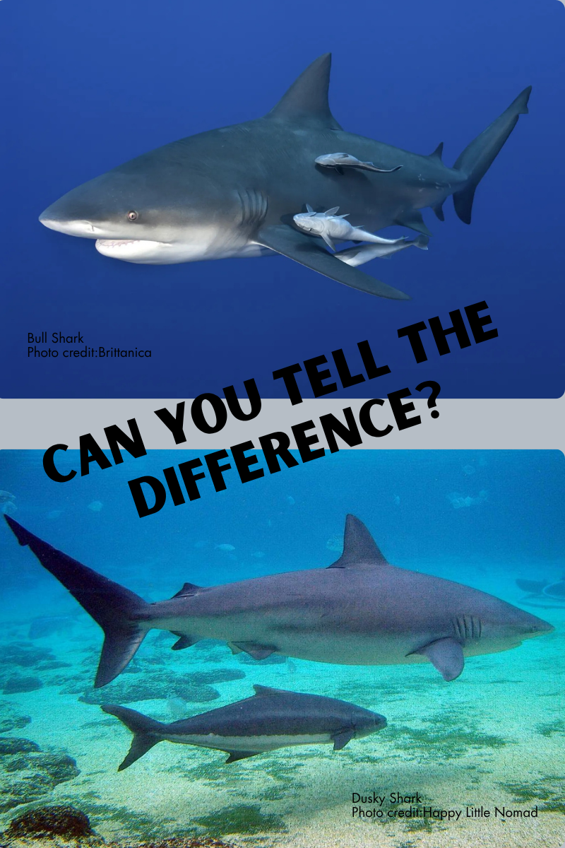 Think You Know Your Sharks? The 3 Most Misidentified Think You Know Your Sharks? The 3 Most Misidentified