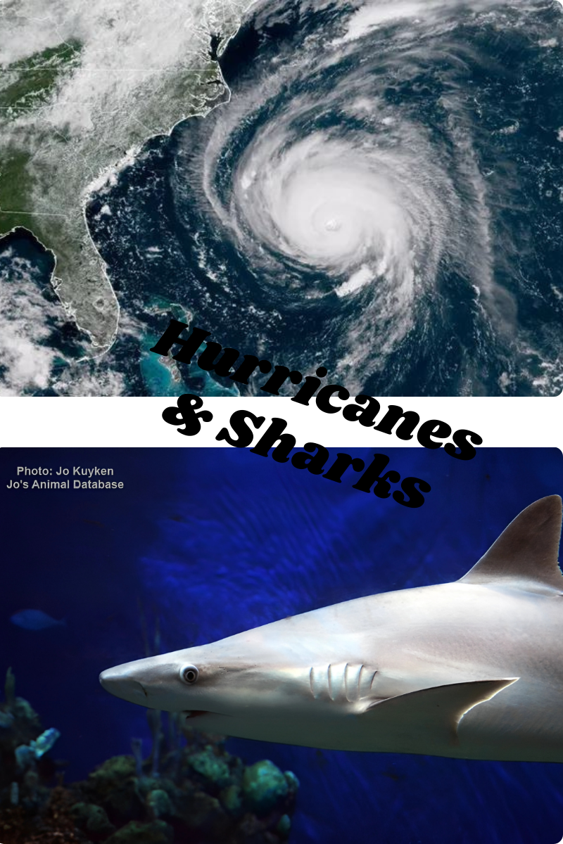 Riding Out the Storm: Sharks and Hurricanes in North Carolina Riding Out the Storm: Sharks and Hurricanes in North Carolina