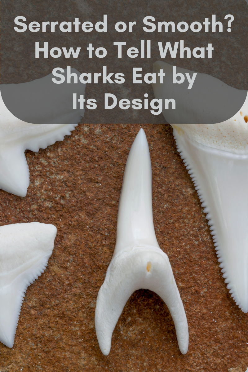 Serrated or Smooth? How to Tell What Sharks Eat by its Design in Onslow County, NC Serrated or Smooth? How to Tell What Sharks Eat by its Design in Onslow County, NC