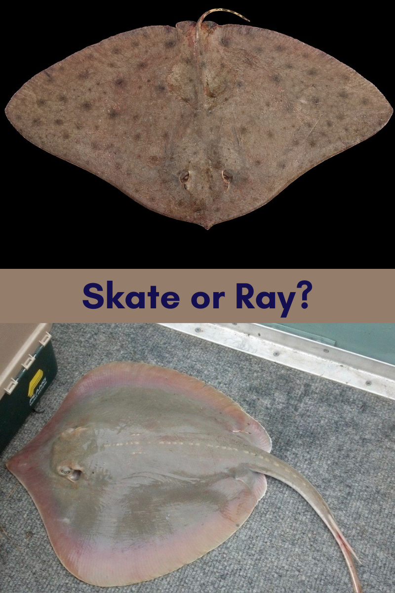Flat-Finned Neighbors: Rays and Skates Along Topsail & New River Flat-Finned Neighbors: Rays and Skates Along Topsail & New River