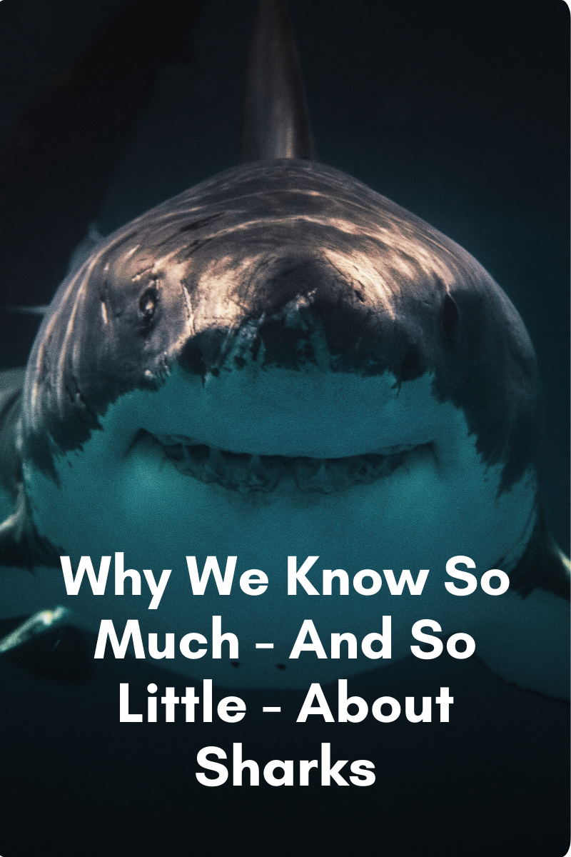 Shark Research in Onslow County: Why We Know So Much—And So Little—About Sharks Shark Research in Onslow County: Why We Know So Much—And So Little—About Sharks