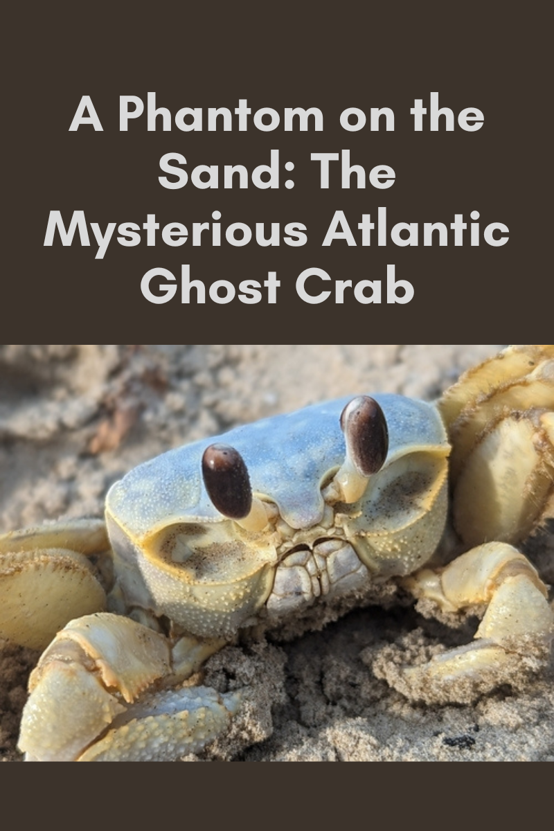 A Phantom on the Sand: The Mysterious Atlantic Ghost Crab A Phantom on the Sand: The Mysterious Atlantic Ghost Crab