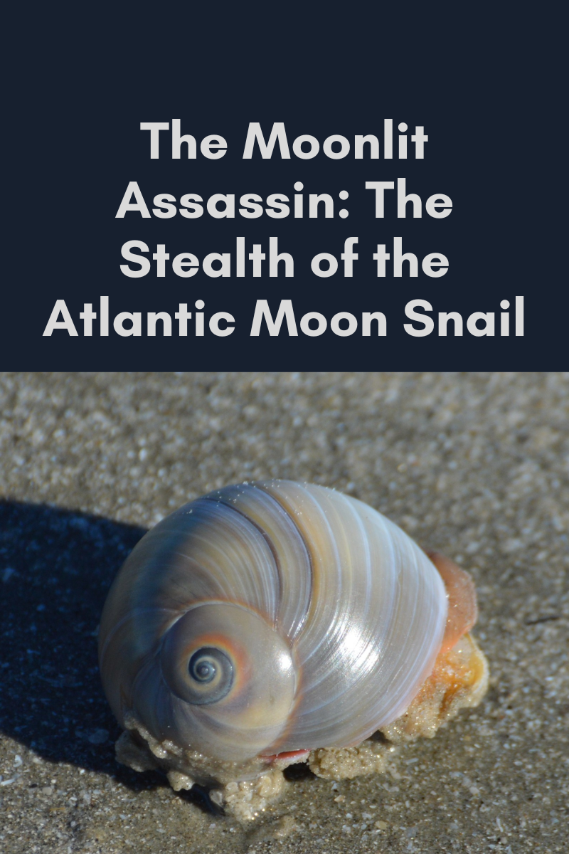 The Moonlit Assassin: The Stealth of the Atlantic Moon Snail The Moonlit Assassin: The Stealth of the Atlantic Moon Snail