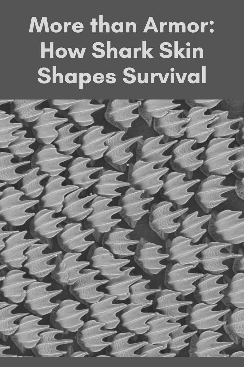 More than Armor: How Shark Skin Shapes Survival More than Armor: How Shark Skin Shapes Survival