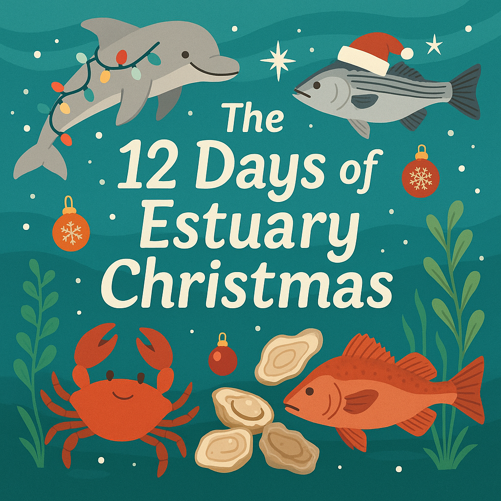 The 12 Days of Estuary Christmas | New River Estuary The 12 Days of Estuary Christmas | New River Estuary