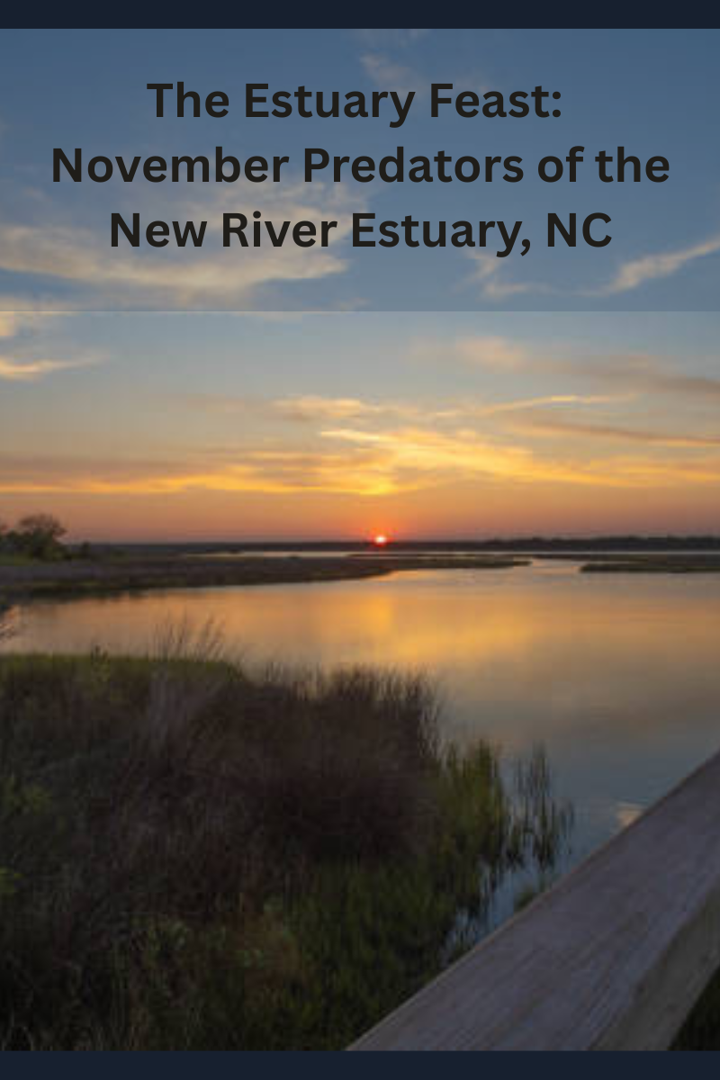 The Estuary Feast: November Predators of the New River Estuary, NC The Estuary Feast: November Predators of the New River Estuary, NC