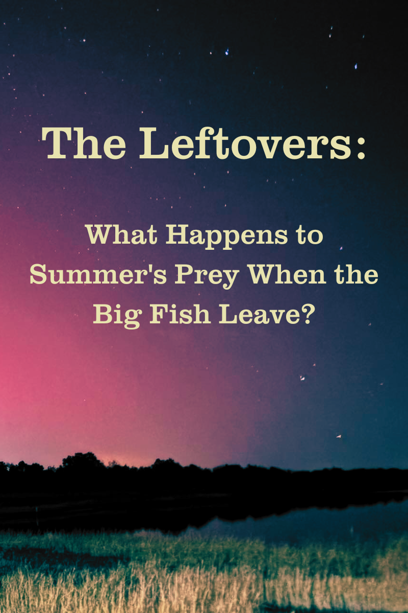 The Leftovers: What Happens to Summer’s Prey When the Big Fish Leave? The Leftovers: What Happens to Summer’s Prey When the Big Fish Leave?