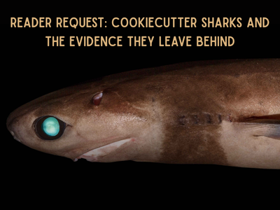 Reader Request: Cookiecutter Sharks and the Evidence They Leave Behind Reader Request: Cookiecutter Sharks and the Evidence They Leave Behind