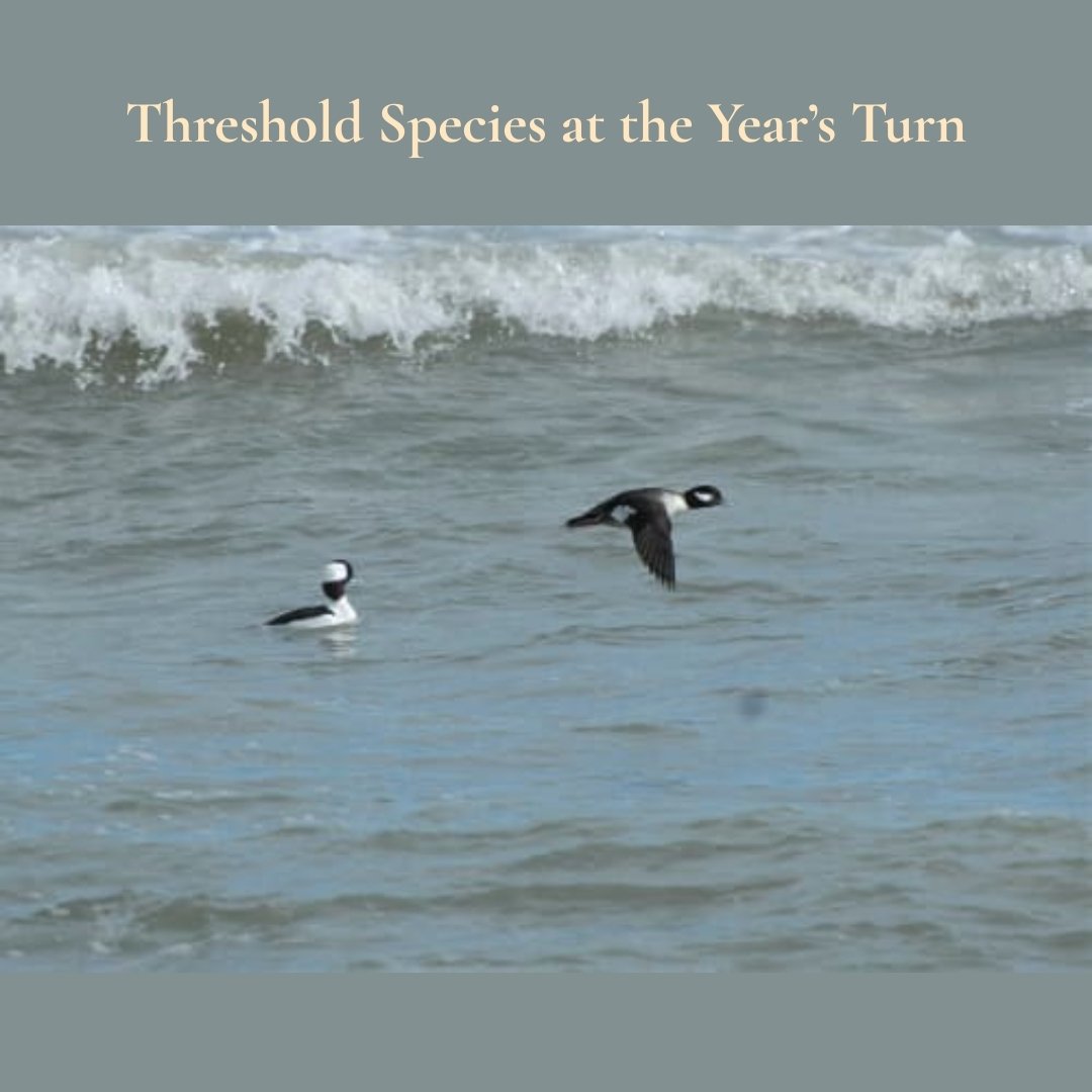 Threshold Species at the Year’s Turn Threshold Species at the Year’s Turn