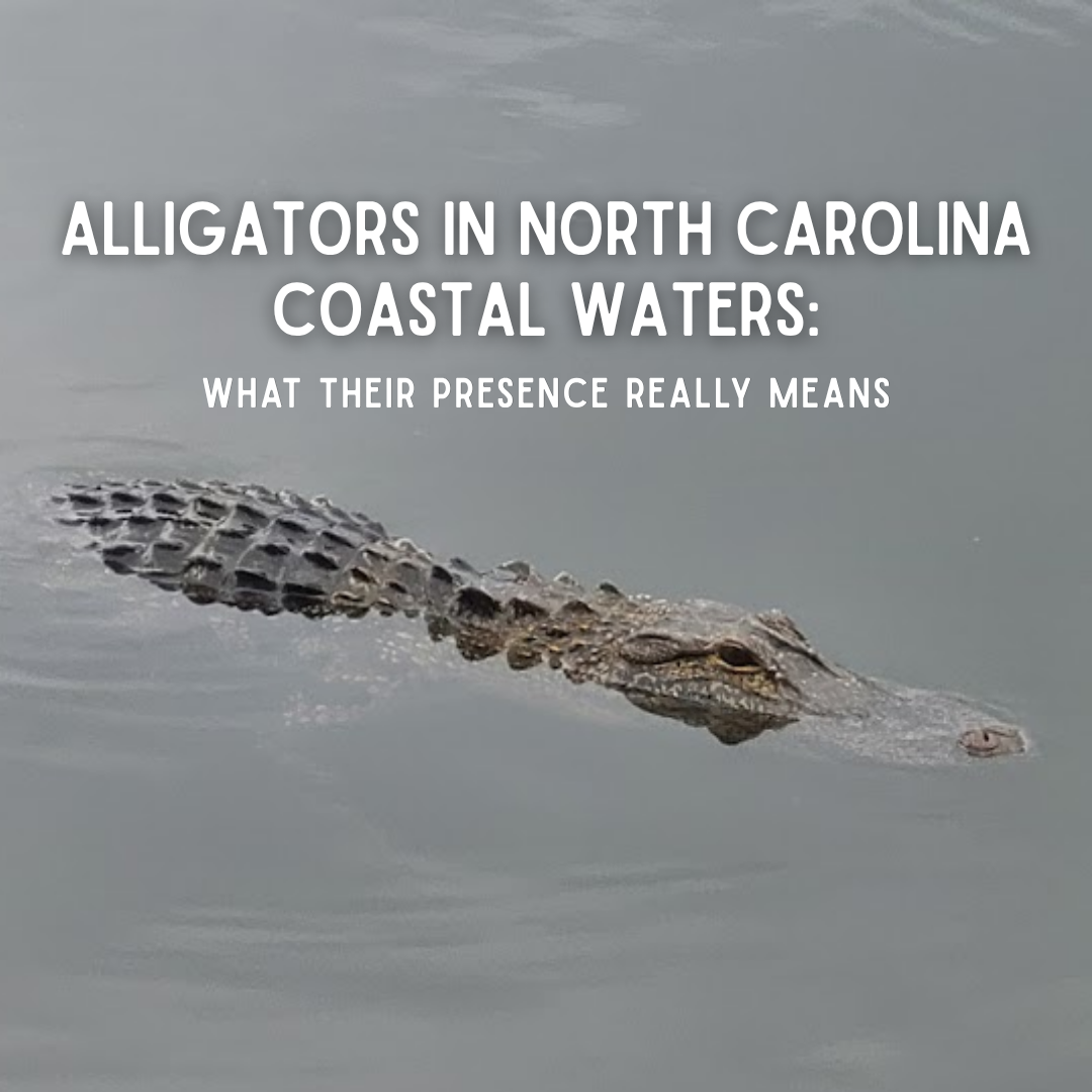 Alligators in North Carolina Coastal Waters: What Their Presence Really Means