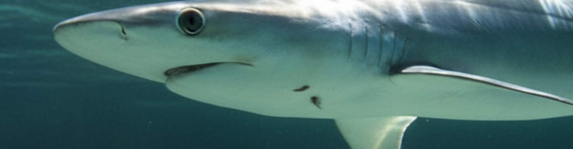 Atlantic Sharpnose Shark
