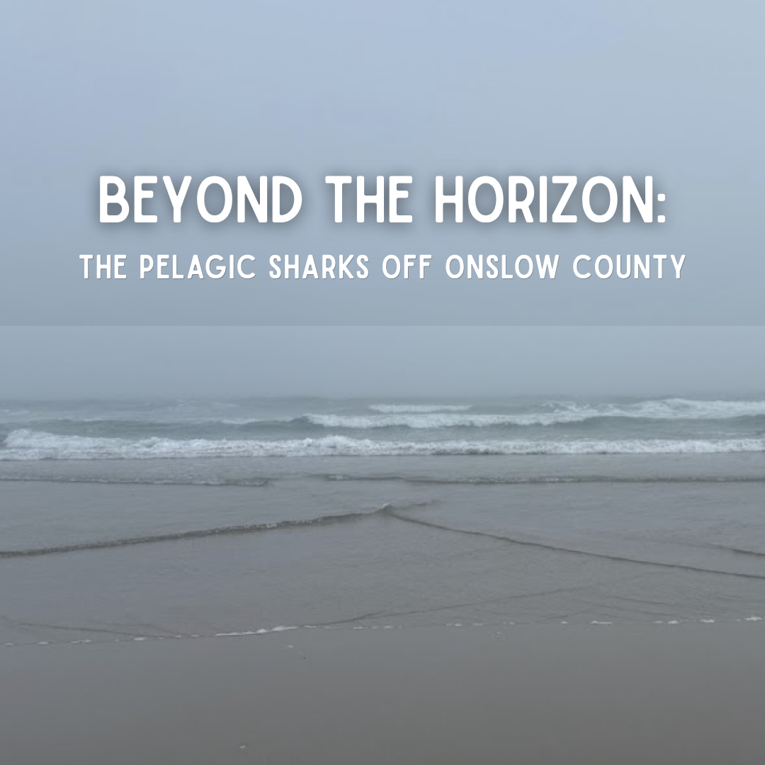 Beyond the Horizon: The Pelagic Sharks Off Onslow County