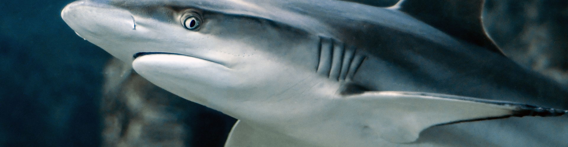 Our Sharks Our Sharks