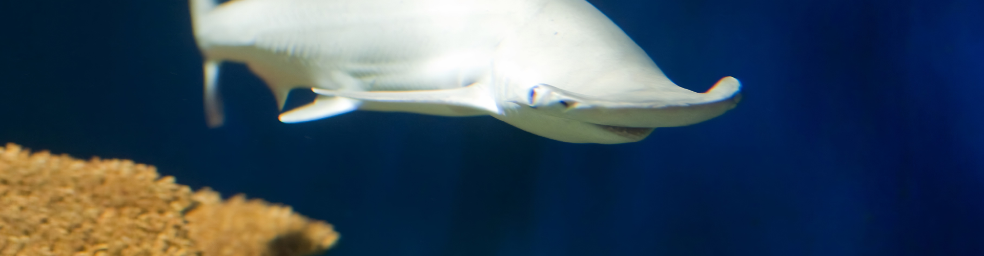 Bonnethead Shark Bonnethead Shark