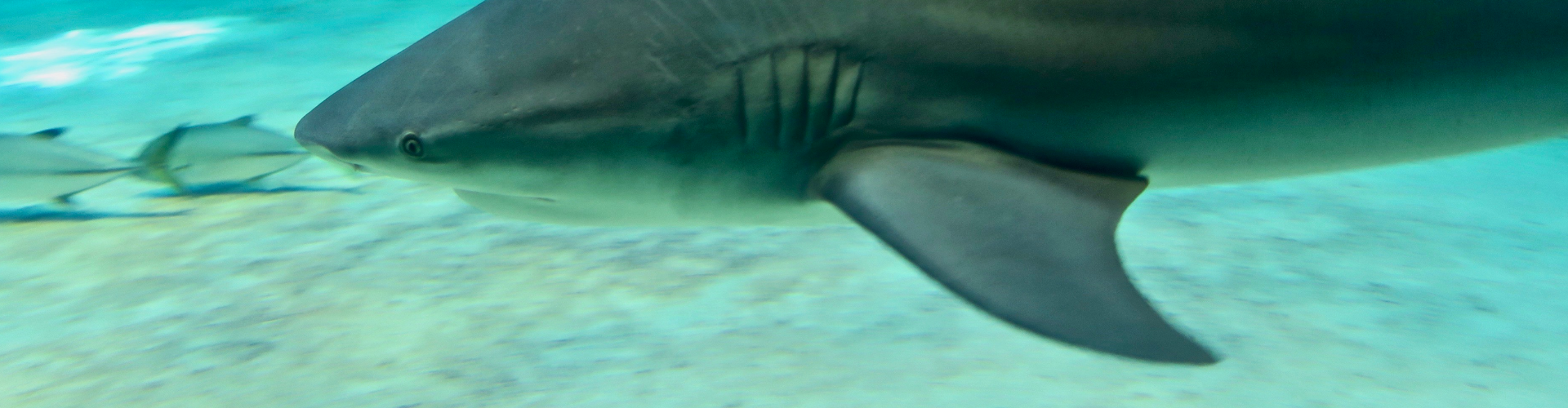 Bull Shark