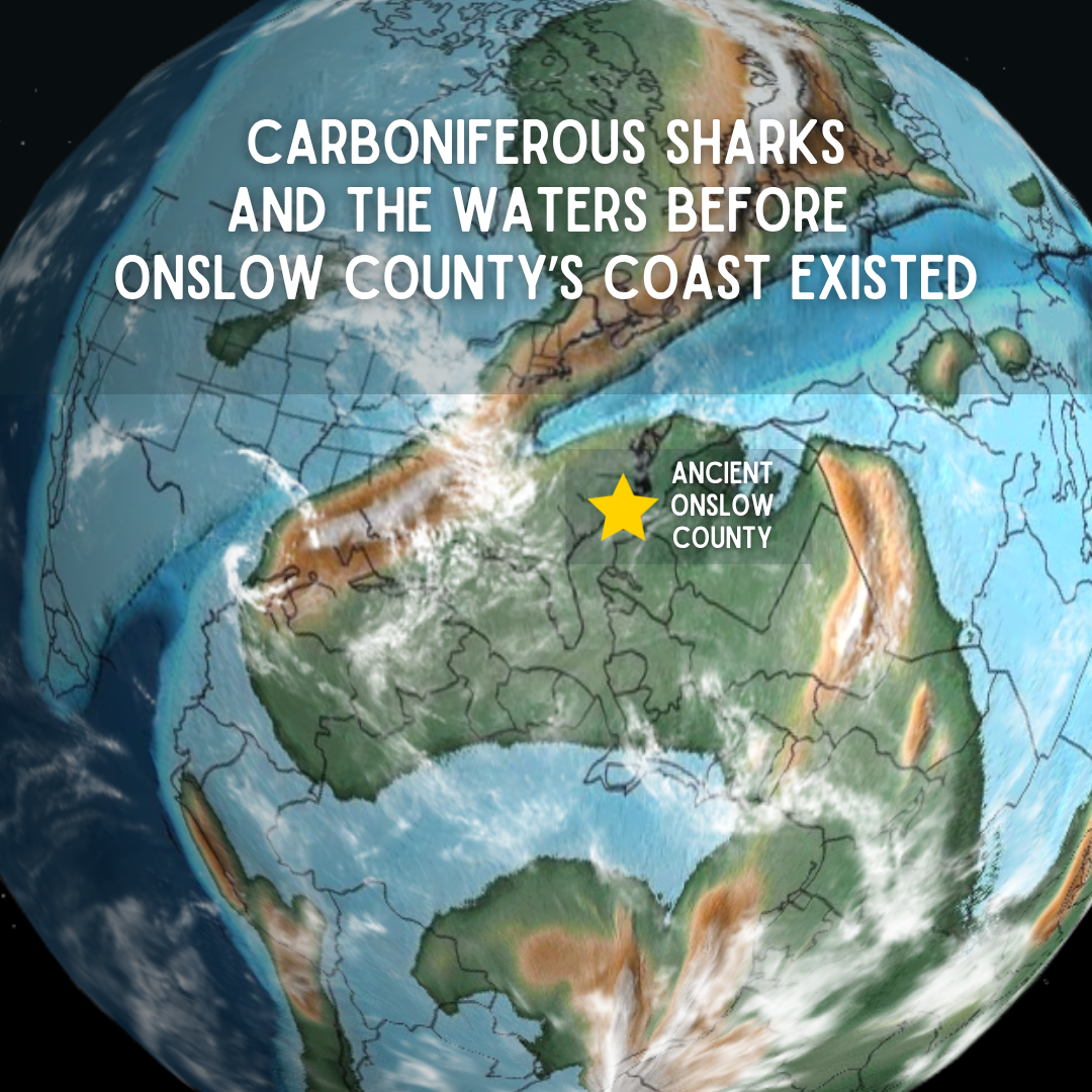 Carboniferous Sharks and the Waters Before Onslow County’s Coast Existed