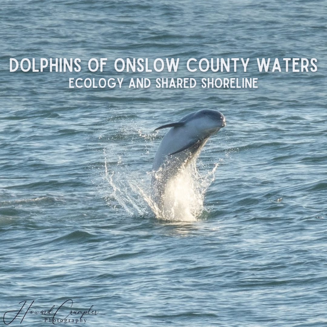 Dolphins of Onslow County Waters: Ecology and Shared Shoreline
