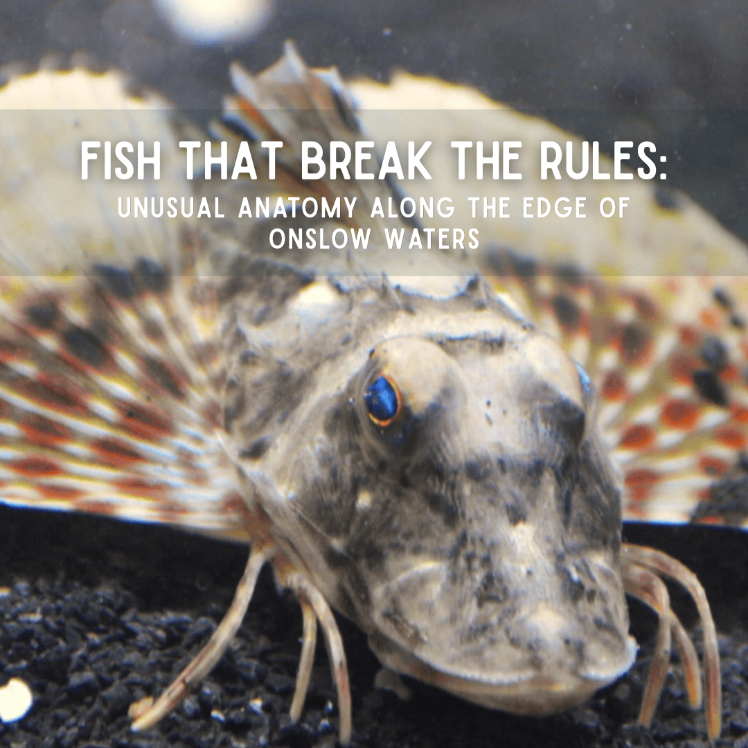 Fish That Break the Rules: Unusual Anatomy Along the Edge of Onslow County