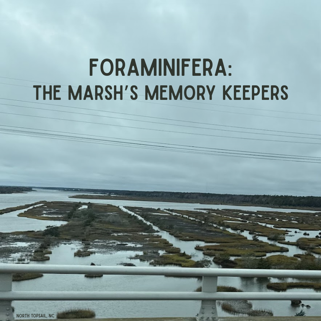 Foraminifera: The Marsh’s Memory Keepers
