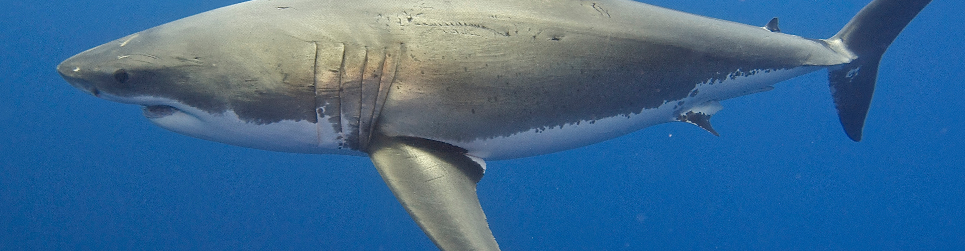 Great White Shark Great White Shark