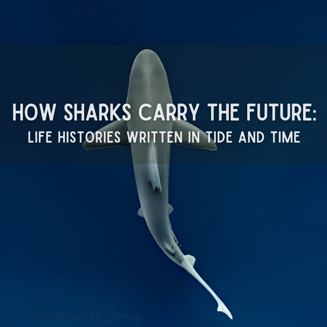 How Sharks Carry the Future: Life Histories Written in Tide and Time