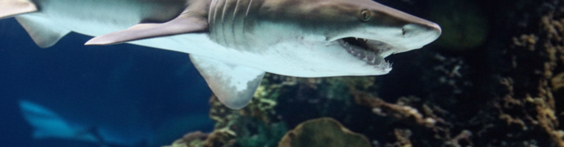 Sand Tiger Shark