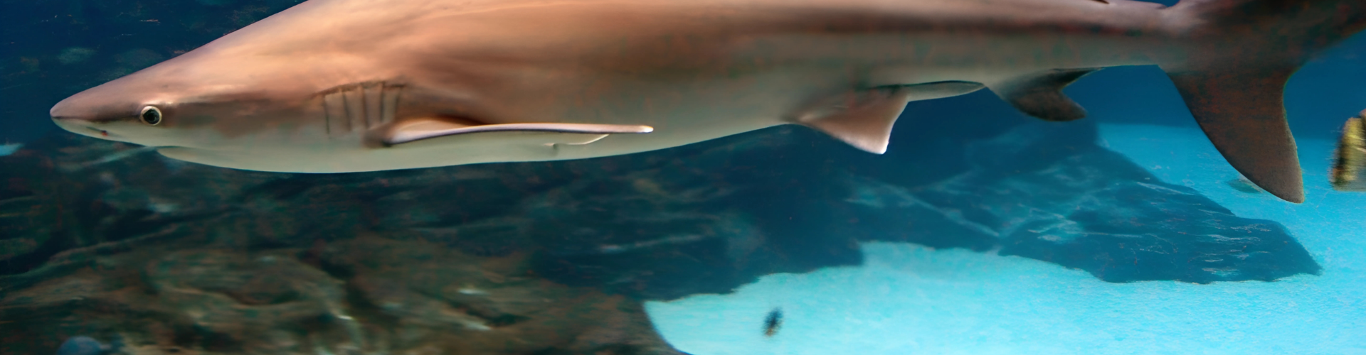 Sandbar Shark