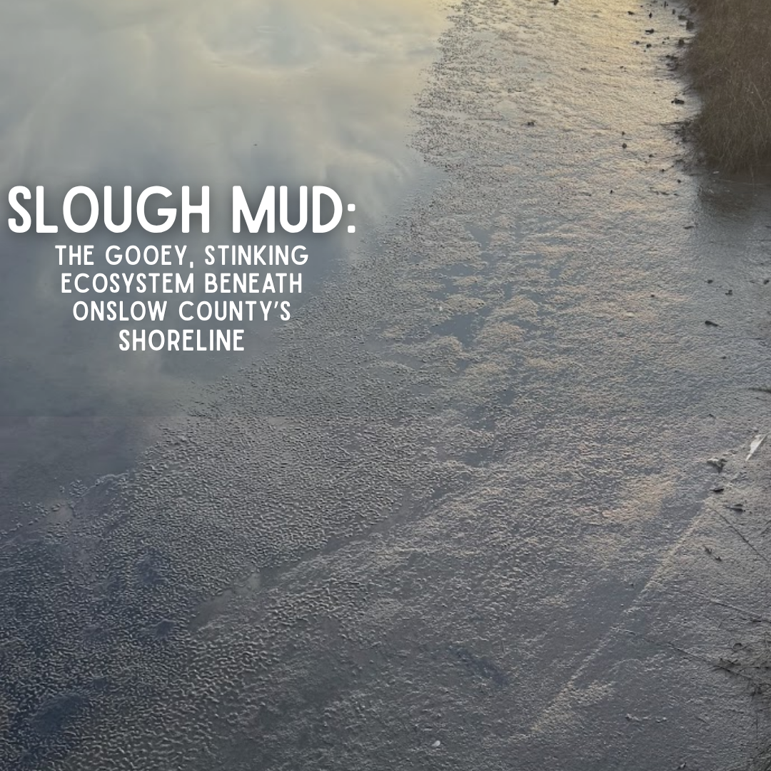 Slough Mud: The Gooey, Stinking Ecosystem Beneath Onslow County’s Shoreline