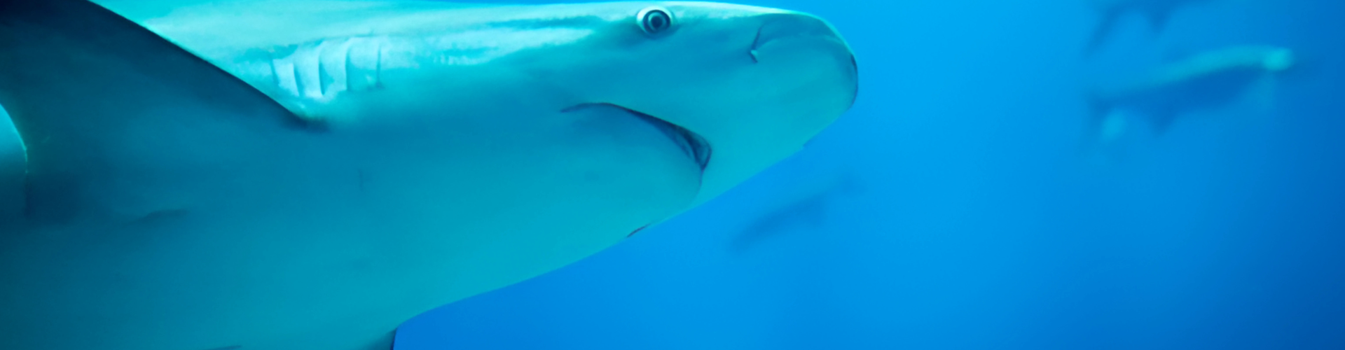 Spinner Shark