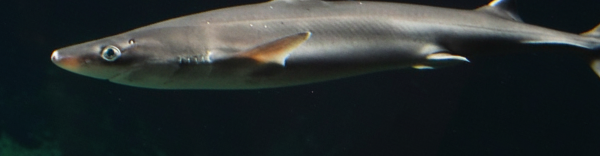 Atlantic Spiny Dogfish