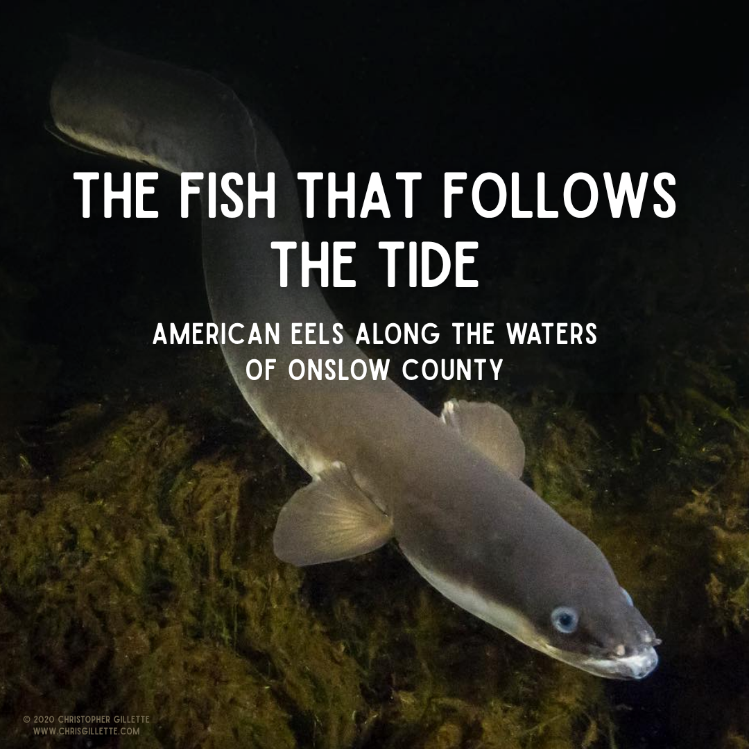 The Fish That Follows the Tide: American Eels Along the Waters of Onslow County The Fish That Follows the Tide: American Eels Along the Waters of Onslow County