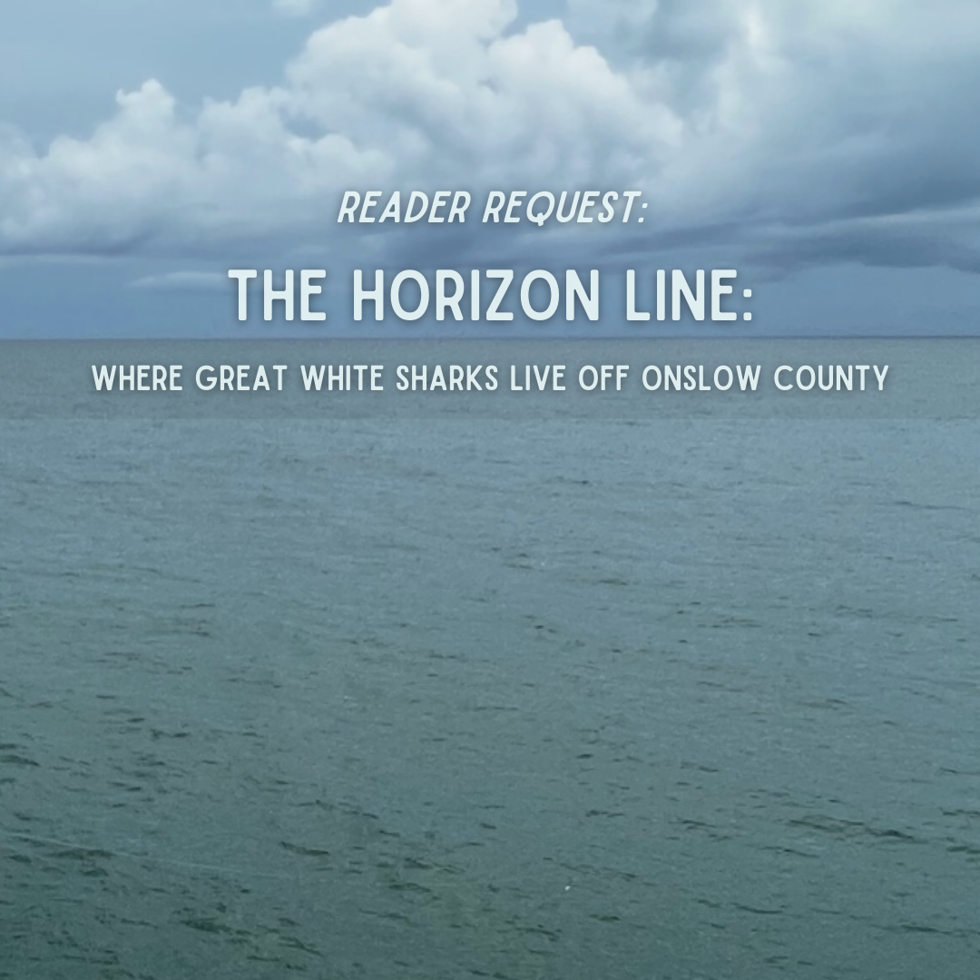 Reader Request: The Horizon Line: Where Great White Sharks Live off Onslow County