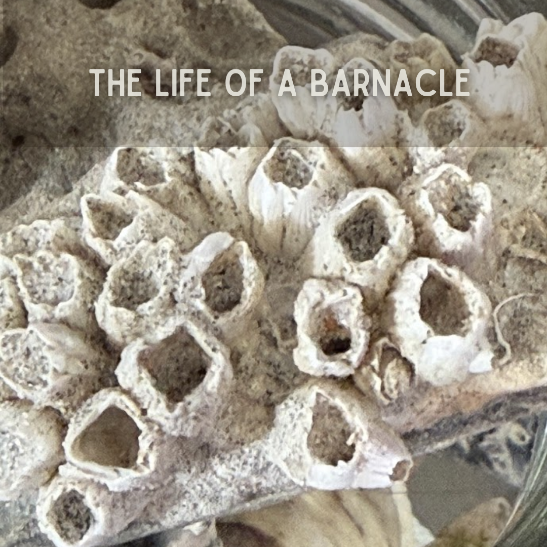 The Life of a Barnacle