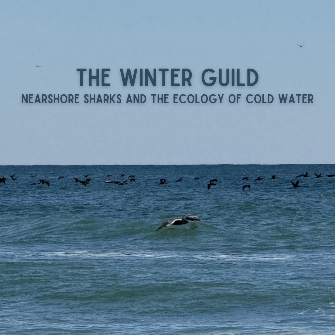 The Winter Guild: Nearshore Sharks and the Ecology of Cold Water
