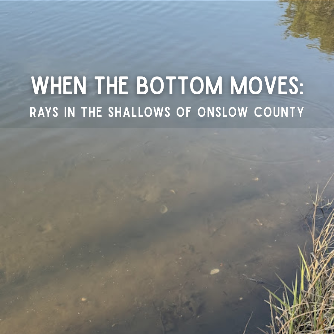 When the Bottom Moves: Rays in the Shallows of Onslow County
