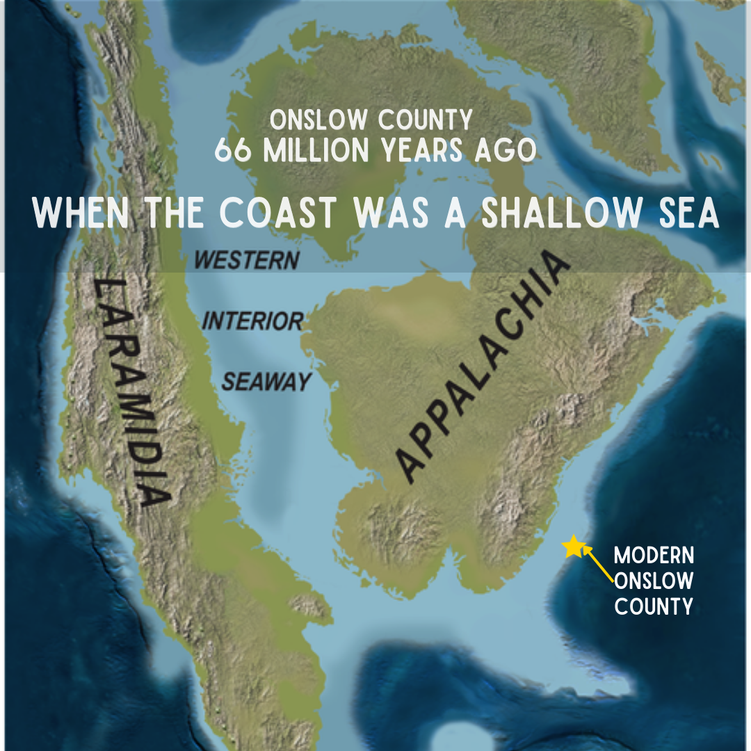 When the Coast Was a Shallow Sea: Onslow County 66 Million Years Ago