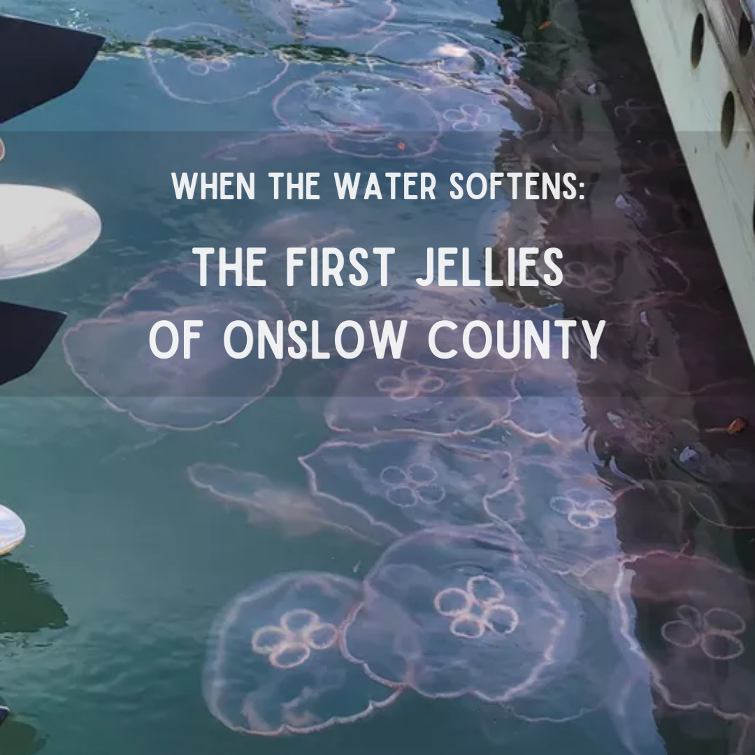 When the Water Softens: The First Jellies of Onslow County