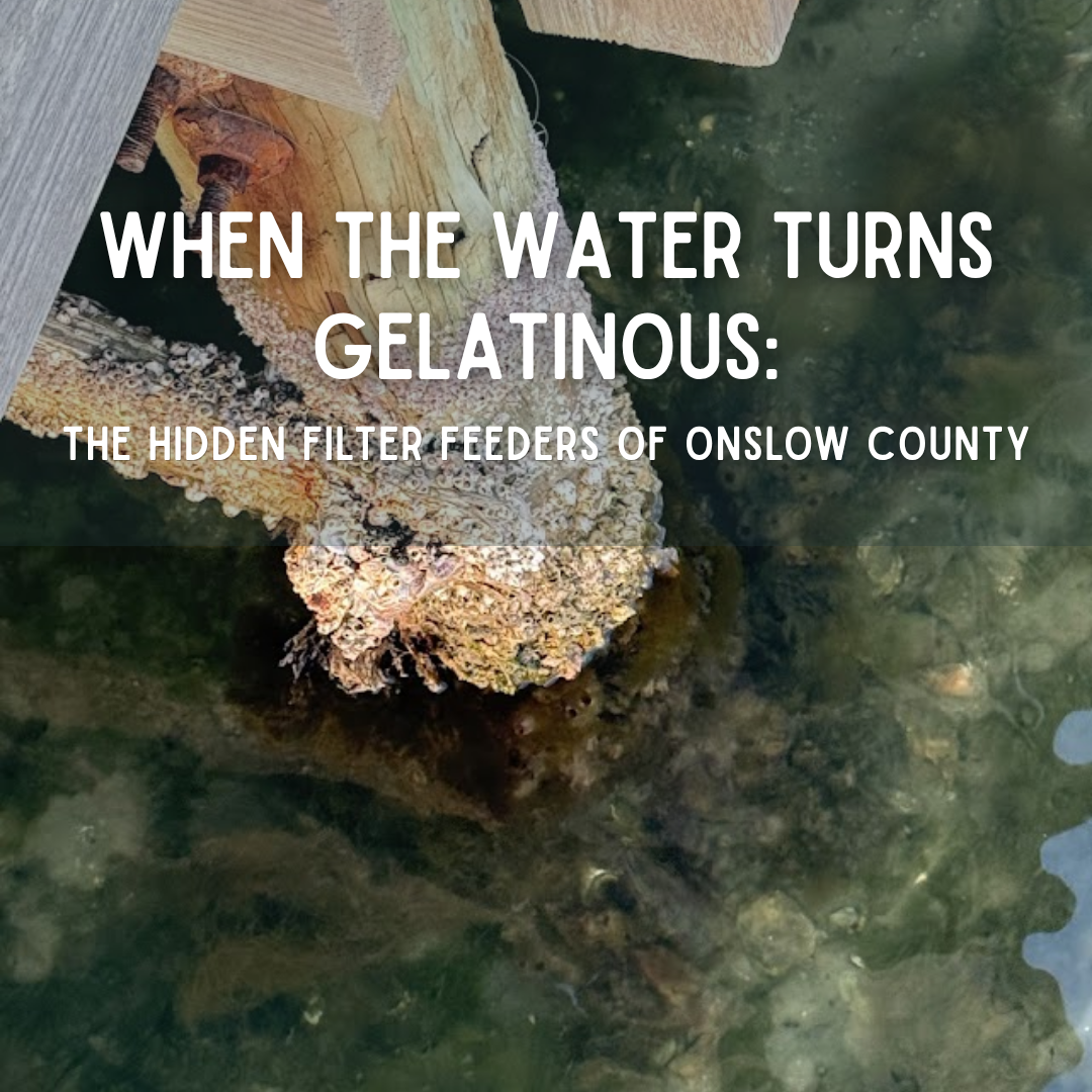 When the Water Turns Gelatinous: The Hidden Filter Feeders of Onslow County