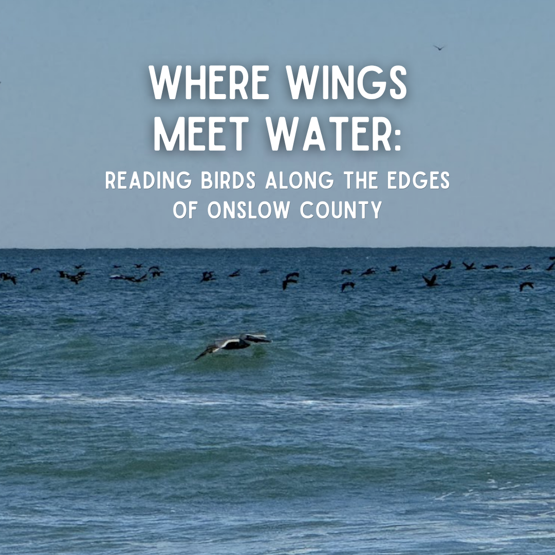 Where Wings Meet Water: Reading Birds Along the Edges of Onslow County