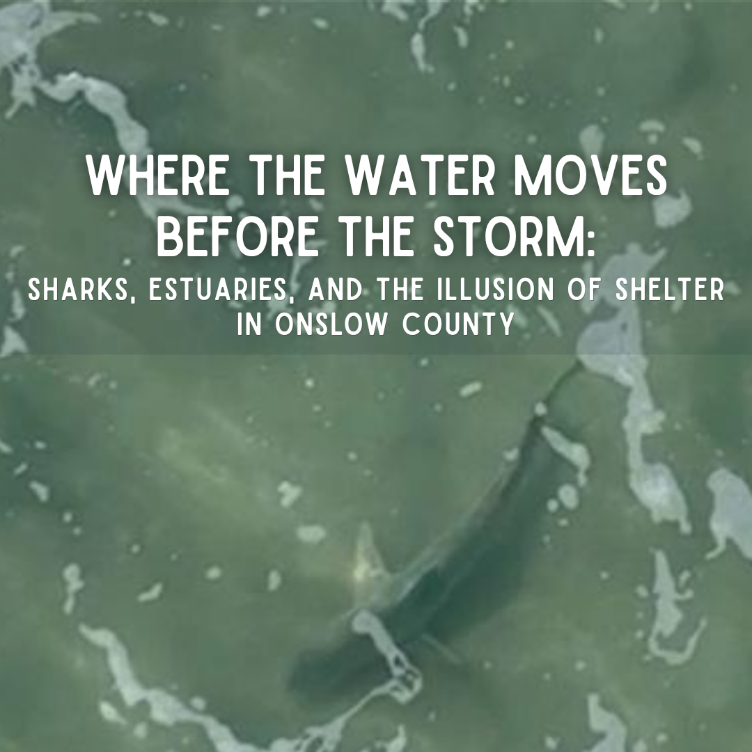 Where the Water Moves Before the Storm: Sharks, Estuaries, and the Illusion of Shelter in Onslow County