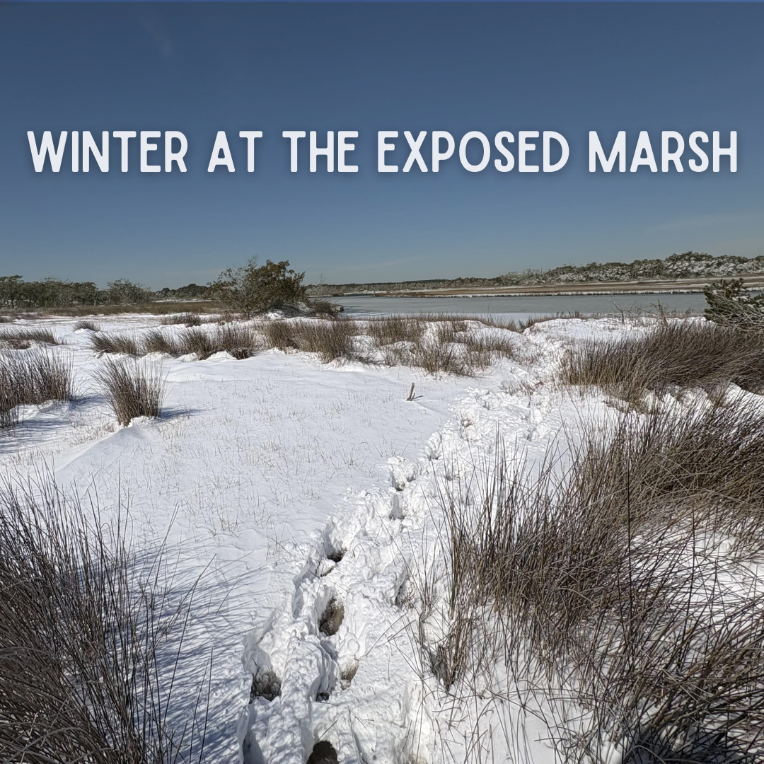 Winter at the Exposed Marsh