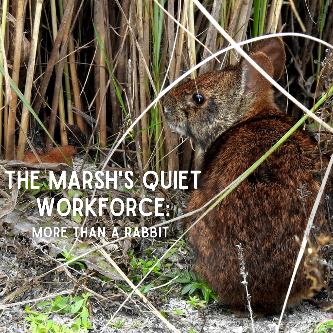 The Marsh’s Quiet Workforce: More Than a Rabbit The Marsh’s Quiet Workforce: More Than a Rabbit