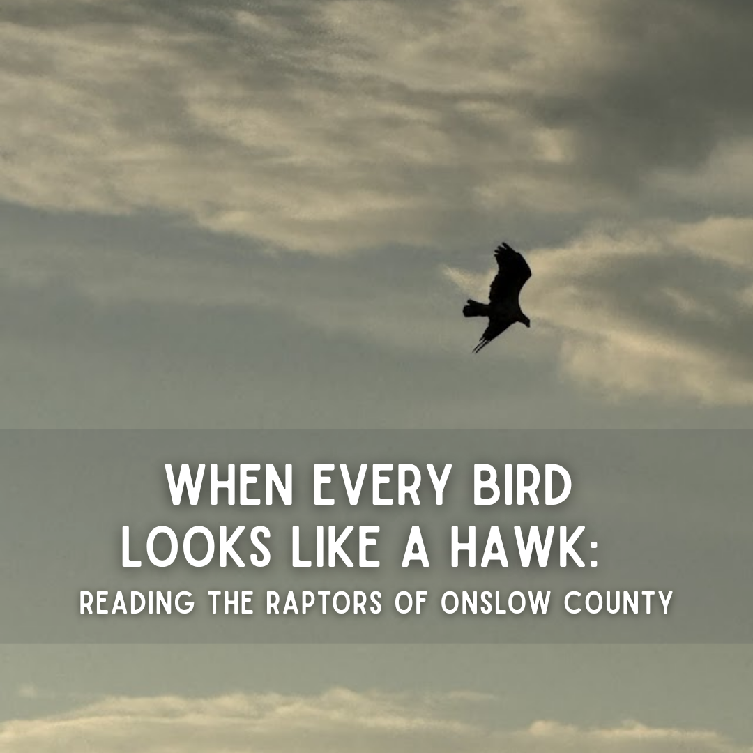 When Every Bird Looks Like a Hawk: Reading the Raptors of Onslow County When Every Bird Looks Like a Hawk: Reading the Raptors of Onslow County