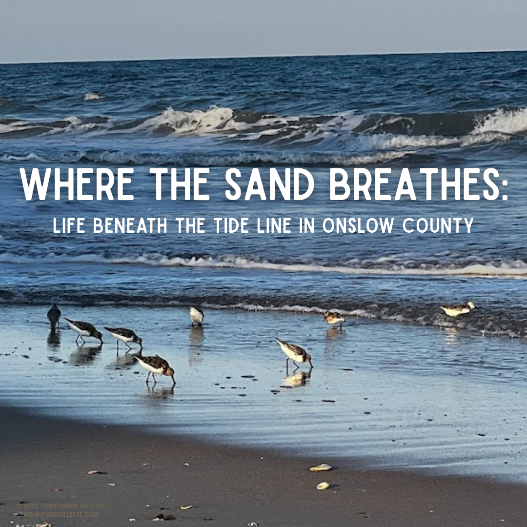 Where the Sand Breathes: Life Beneath the Tide Line in Onslow County Where the Sand Breathes: Life Beneath the Tide Line in Onslow County