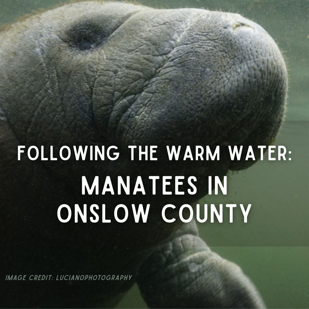 Following the Warm Water: Manatees in Onslow County