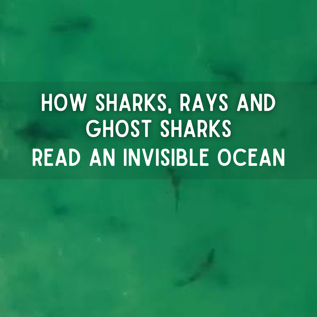 How Sharks, Rays, and Ghost Sharks Read an Invisible Ocean How Sharks, Rays, and Ghost Sharks Read an Invisible Ocean