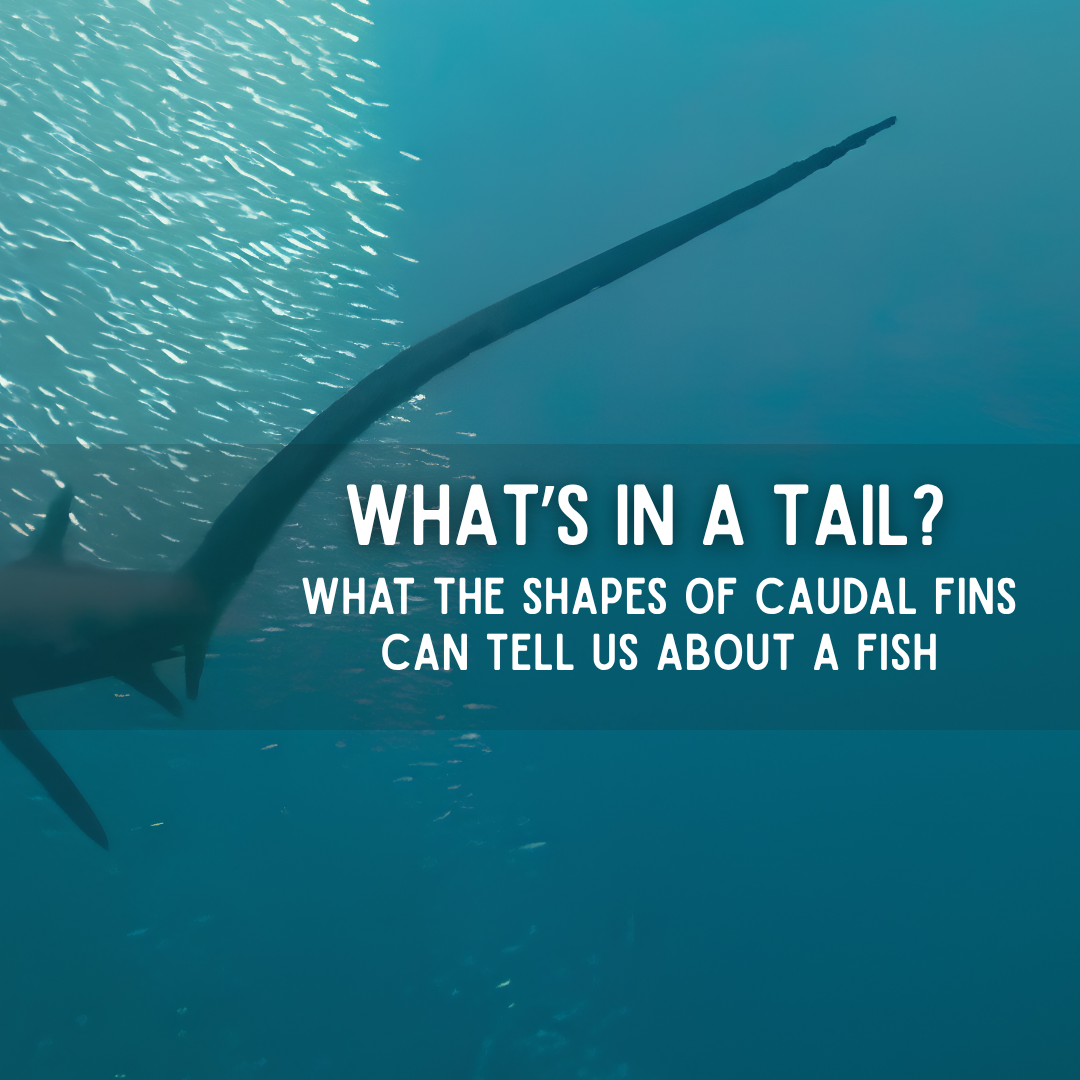 What’s in Tail? What the Shapes of Caudal Fins can tell us about a fish What’s in Tail? What the Shapes of Caudal Fins can tell us about a fish