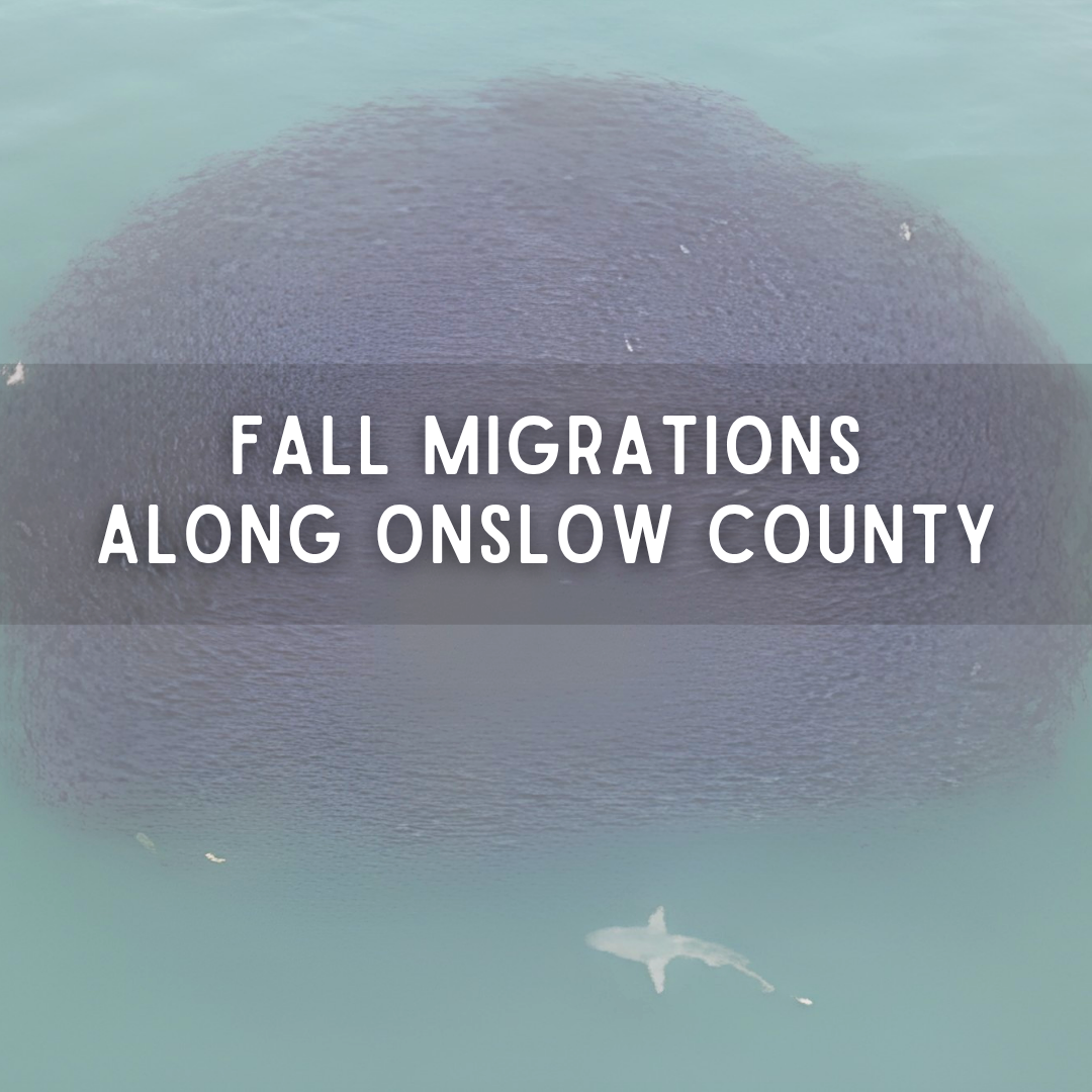 Fall Migrations Along Onslow County