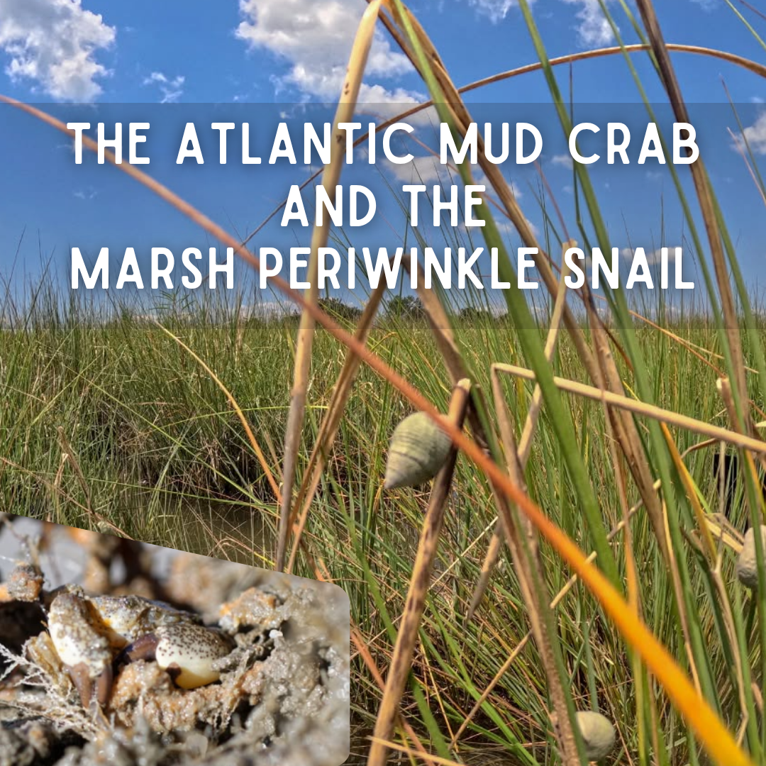 The Atlantic Mud Crab and the Marsh Periwinkle Snail
