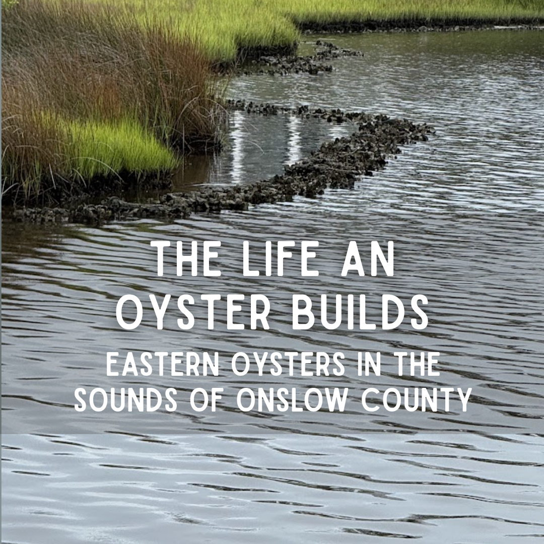 The Life an Oyster Builds: Eastern Oysters in the Sounds of Onslow County
